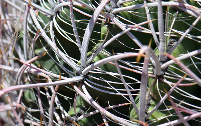 California Barrel Cactus has a unique arrangement of spines, usually 10 to 32 total per areole. The 4 central spines are the largest and of those 4, the principal central spine is moderately curved or twisted. The large principal spine is only hooked on immature plants as seen better in the photo above. Ferocactus cylindraceus 